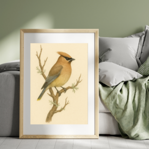 Bird Print, Cedar Maxwing Print, 8x12 Bird Wall Art, Nature Bird Poster, Botanical Bird Illustration, Bird Art Print