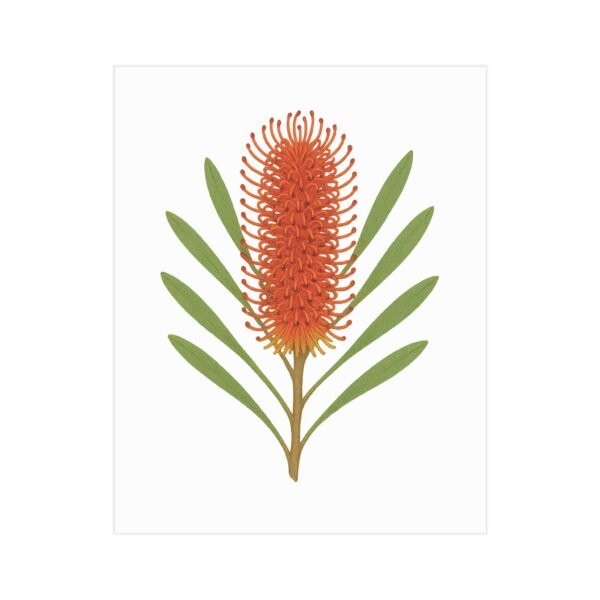 Hakea Botanical Wall Art – Minimalist Australian Native Flower Print in Vibrant Orange - Image 3