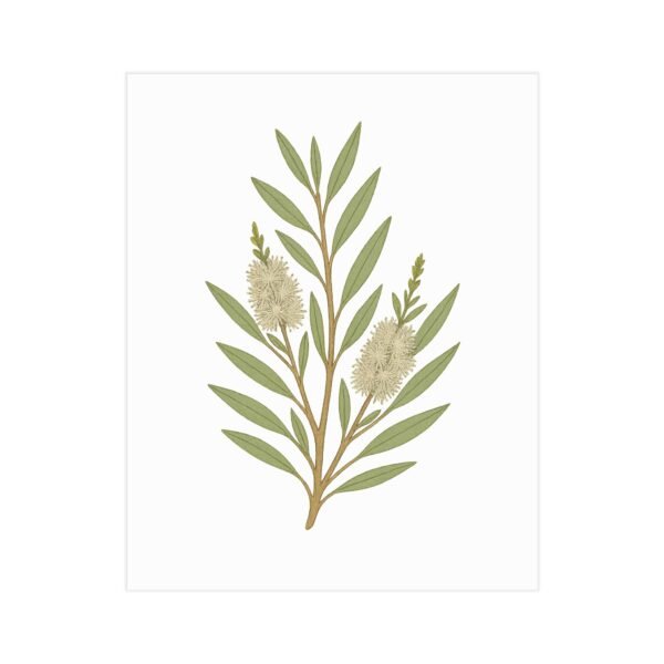 Melaleuca Botanical Wall Art – Minimalist Australian Native Flower Print for Nature-Inspired Decor - Image 2